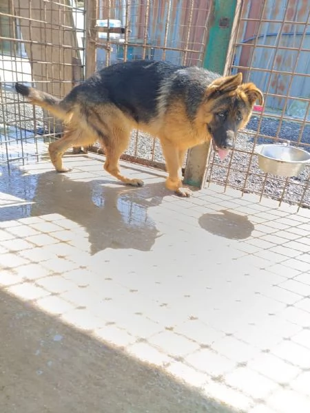 Arek cucciolone pastore tedesco socievole e dolce  | Foto 0