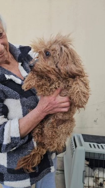 Pegaso barbone toy non vedente dolce con tutti  | Foto 1