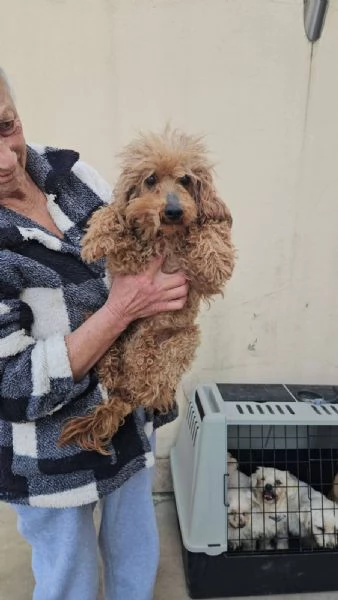 Pegaso barbone toy non vedente dolce con tutti  | Foto 0