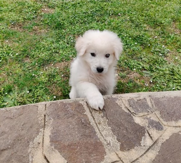 Punch 3 mesi taglia grande  | Foto 6