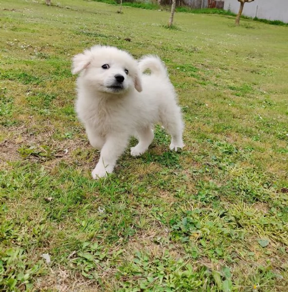 Punch 3 mesi taglia grande 