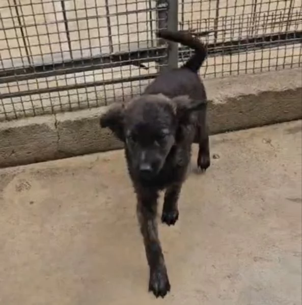 Topazia 4 mesi taglia contenuta 