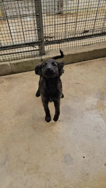 Topazia 4 mesi taglia contenuta  | Foto 4