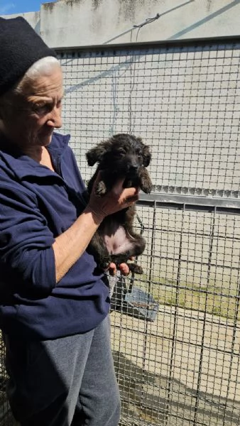 Topazia 3 mesi taglia contenuta 