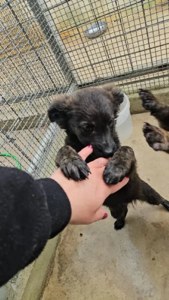 Topazia 4 mesi taglia contenuta  | Foto 3