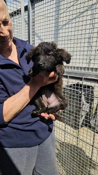 Topazia 3 mesi taglia contenuta  | Foto 0