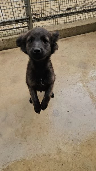 Topazia 4 mesi taglia contenuta  | Foto 1