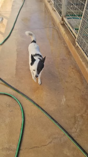 Pasqualina 2 anni taglia piccola Socievole  | Foto 2