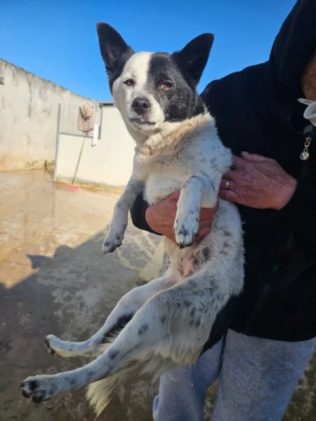 Pasqualina 2 anni taglia piccola Socievole  | Foto 1