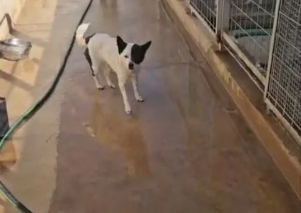 Pasqualina 2 anni taglia piccola Socievole 