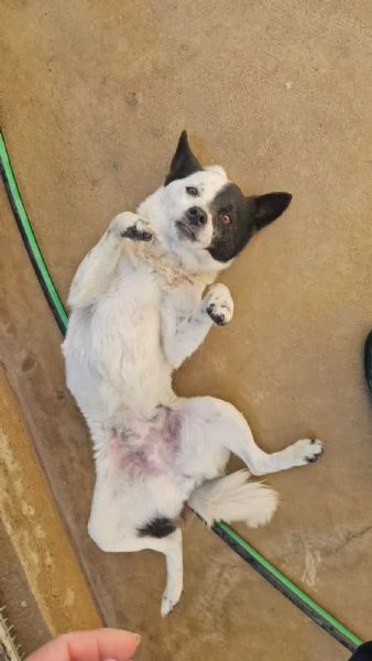 Pasqualina 2 anni taglia piccola Socievole  | Foto 0