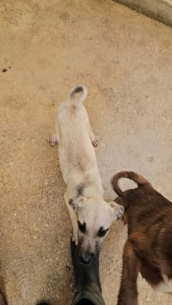 Granato 4 mesi taglia media  | Foto 6