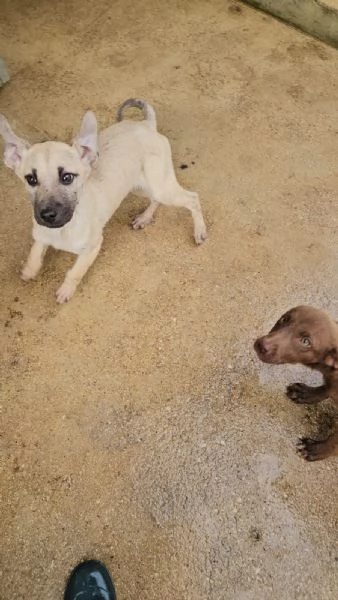 Granato 4 mesi taglia media  | Foto 5