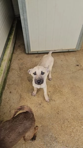 Granato 4 mesi taglia media 