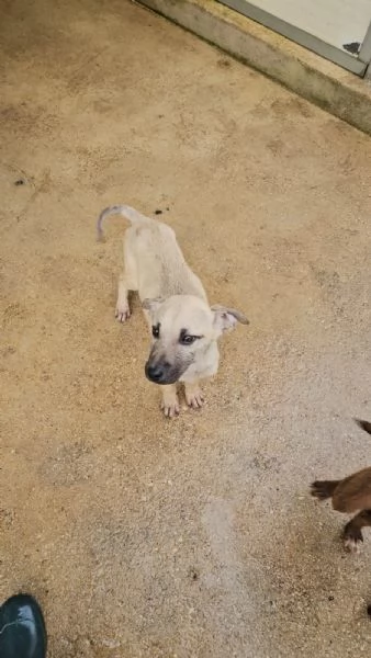 Granato 4 mesi taglia media  | Foto 4