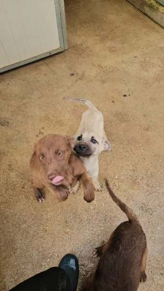 Granato 4 mesi taglia media  | Foto 3