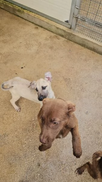 Granato 4 mesi taglia media  | Foto 2