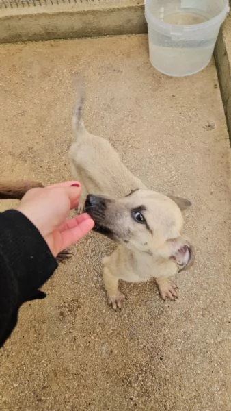 Granato 4 mesi taglia media  | Foto 1