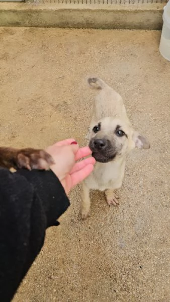 Granato 4 mesi taglia media  | Foto 0