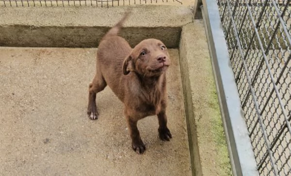 Ambra 4 mesi taglia contenuta 