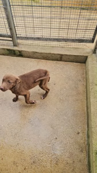 Ambra 4 mesi taglia contenuta  | Foto 2