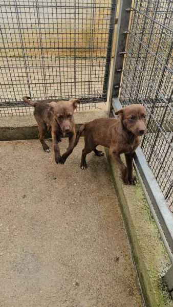 Ambra 4 mesi taglia contenuta  | Foto 1