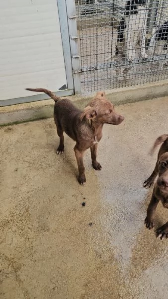 Giada 4 mesi taglia contenuta  | Foto 2