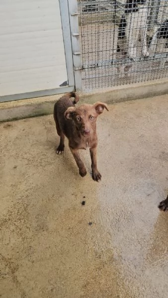 Giada 4 mesi taglia contenuta  | Foto 0