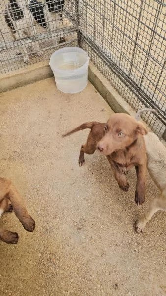 Giada 4 mesi taglia contenuta 