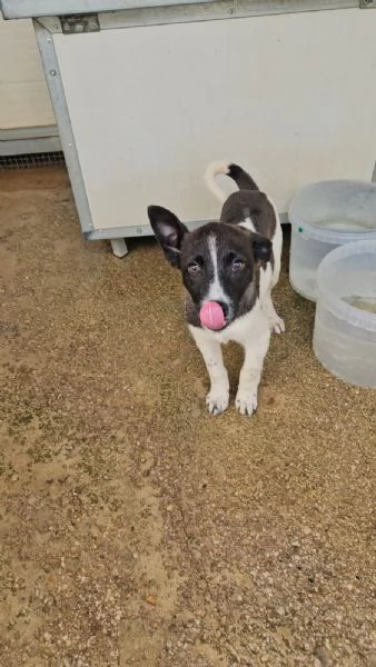 Tormalino  4 mesi taglia contenuta  | Foto 3