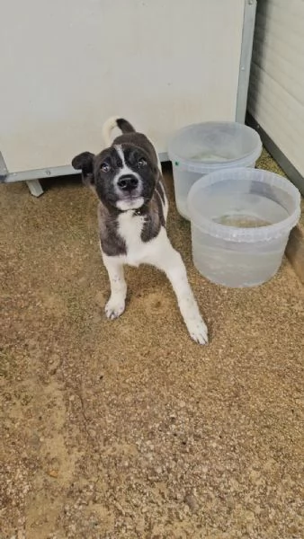 Tormalino  4 mesi taglia contenuta  | Foto 2