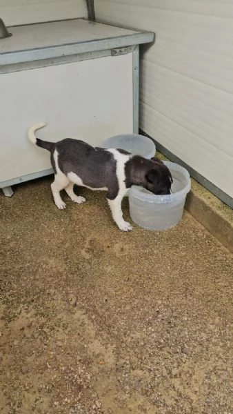 Tormalino  4 mesi taglia contenuta  | Foto 1