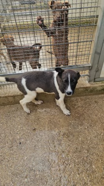 Tormalino  4 mesi taglia contenuta  | Foto 0