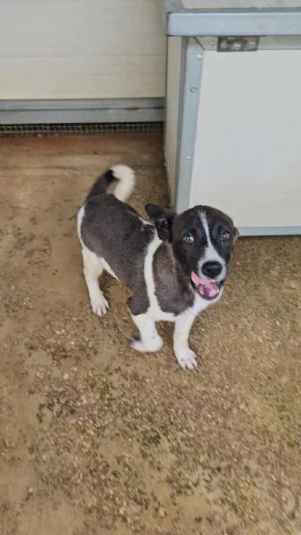 Tormalino  4 mesi taglia contenuta 