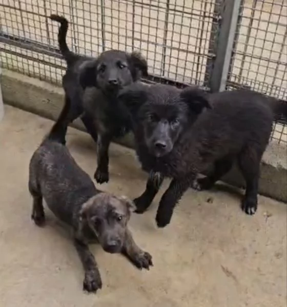 Perla 4 mesi taglia contenuta  | Foto 2