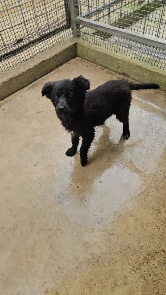 Perla 4 mesi taglia contenuta 