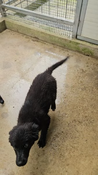 Perla 4 mesi taglia contenuta  | Foto 1