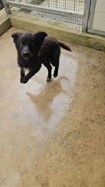 Perla 4 mesi taglia contenuta  | Foto 0