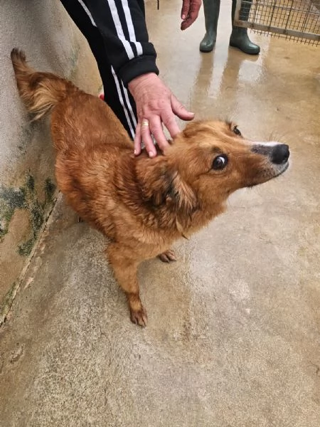 Stefi 2 anni taglia contenuta  | Foto 2