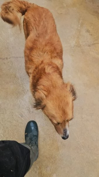 Stefi 2 anni taglia contenuta  | Foto 0