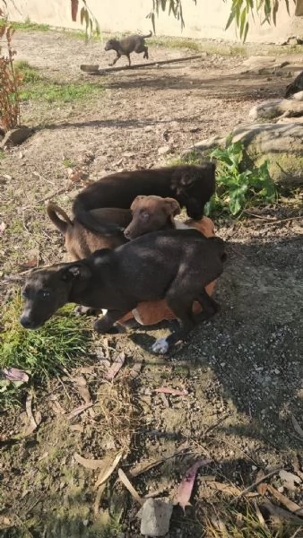 Ametista 4 mesi taglia media  | Foto 4