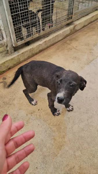 Ametista 4 mesi taglia media  | Foto 2