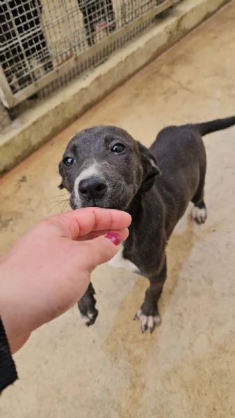 Ametista 4 mesi taglia media  | Foto 1