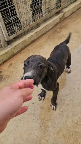 Ametista 4 mesi taglia media  | Foto 0