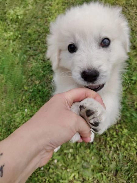 Punch 3 mesi taglia grande  | Foto 5