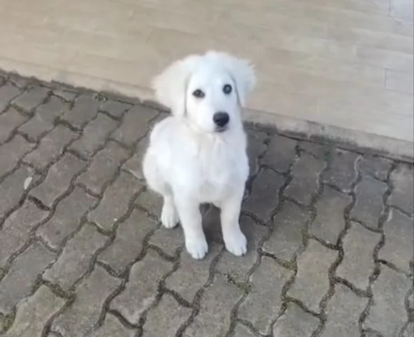 Punch 3 mesi taglia grande  | Foto 4