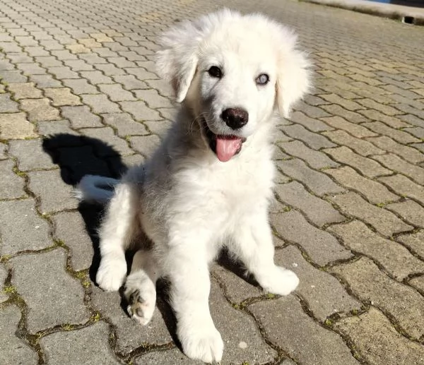 Punch 3 mesi taglia grande ipovedente  | Foto 4