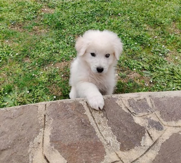 Punch 3 mesi taglia grande  | Foto 3