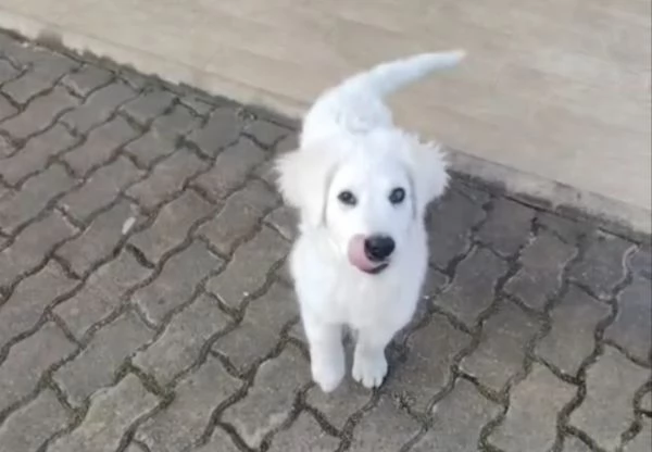 Punch 3 mesi taglia grande 