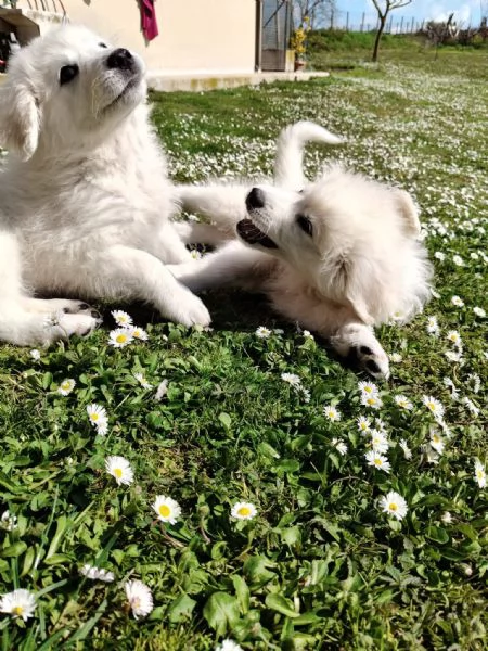 Punch 3 mesi taglia grande  | Foto 2